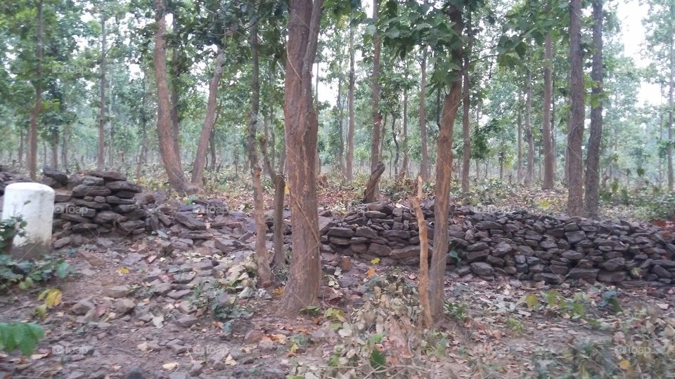 trees in the jungle.