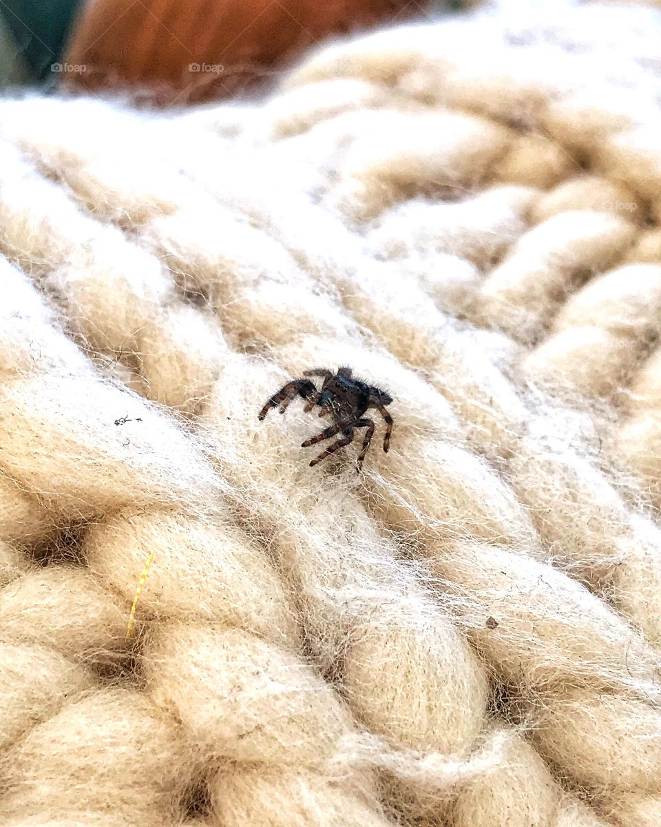 Found him on some wool... his name is Gustavo