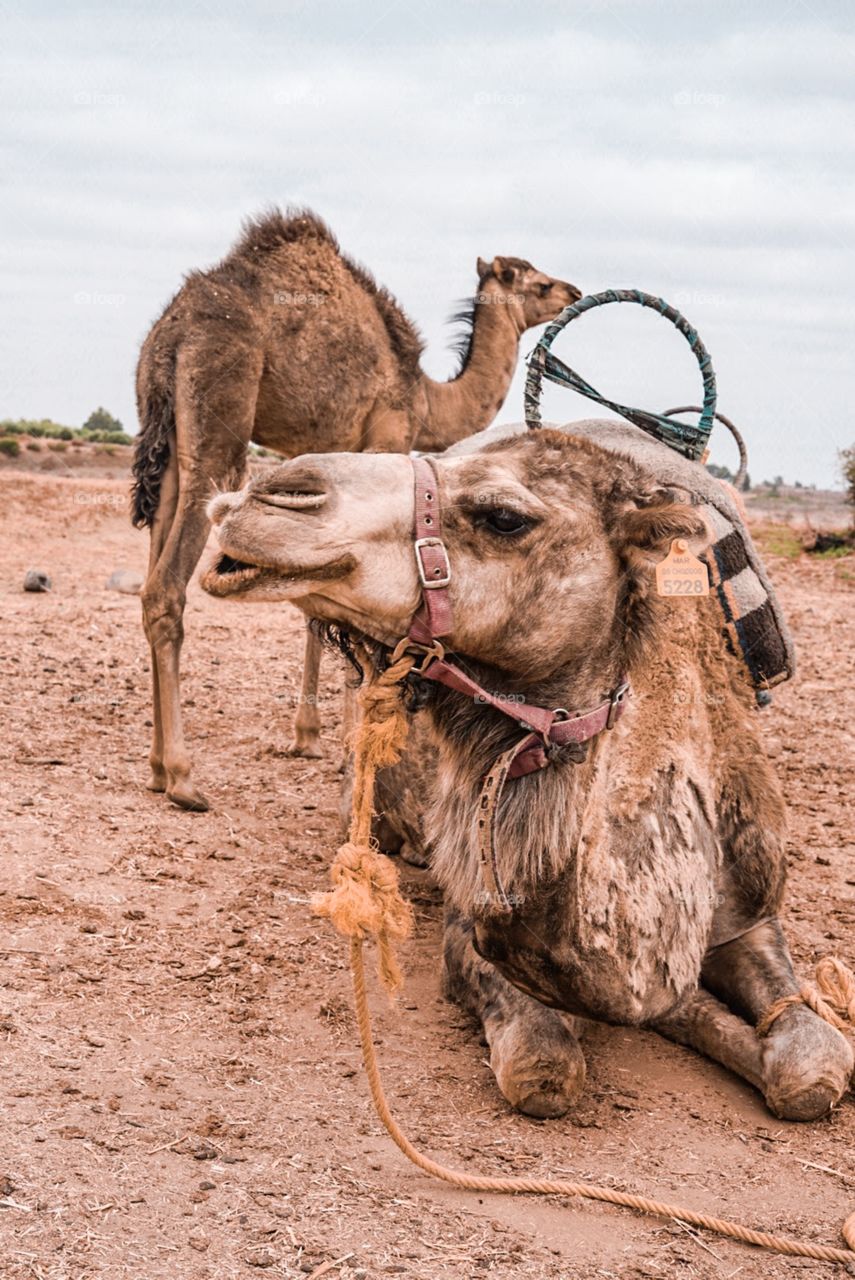 Camel, Desert, Animal, Nature, Mammal