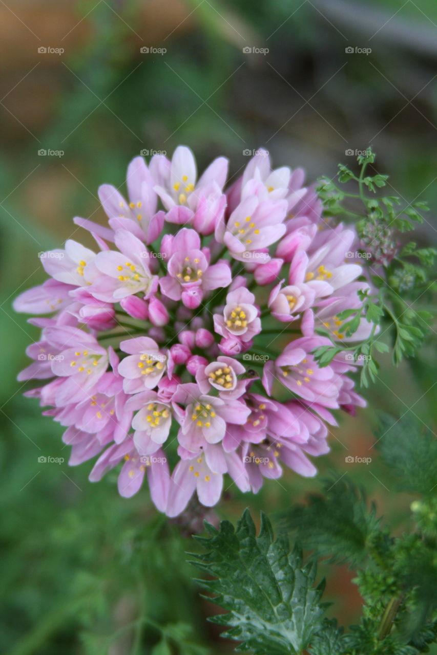 High angle view of pink flower
