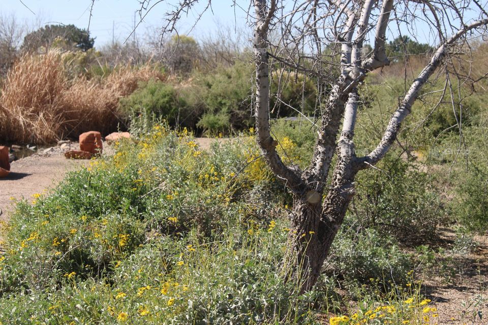 Dead Tree in the Desert Spring