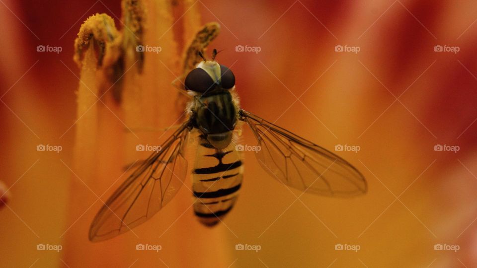 Orange colored nature - a striped fly inside orange lily flower 