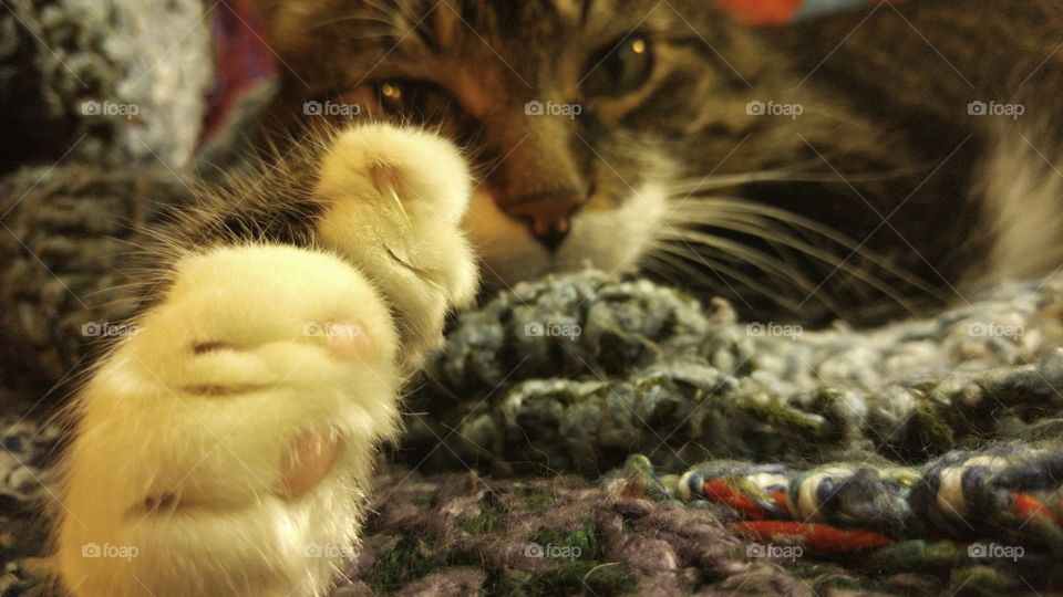 closeup paw