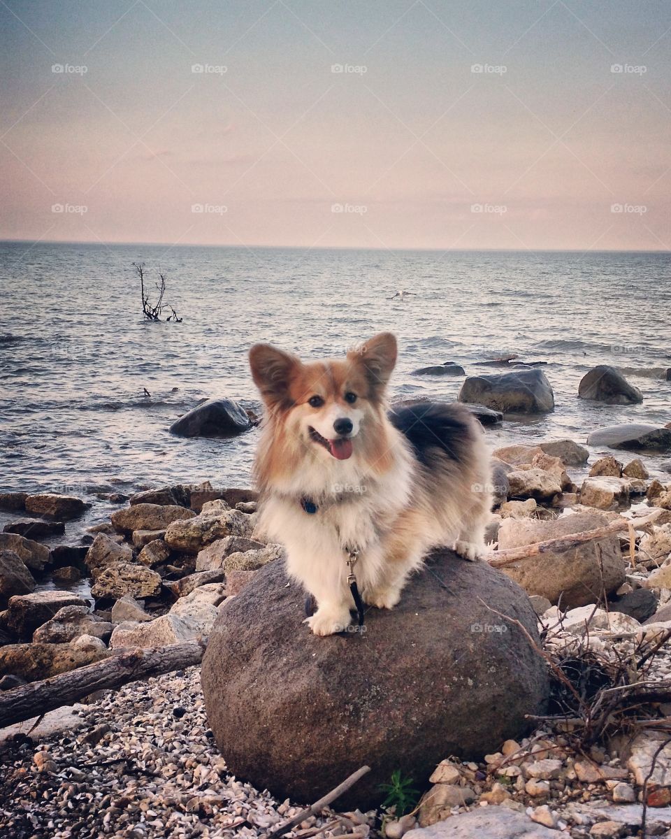 Happy Beach Corgi