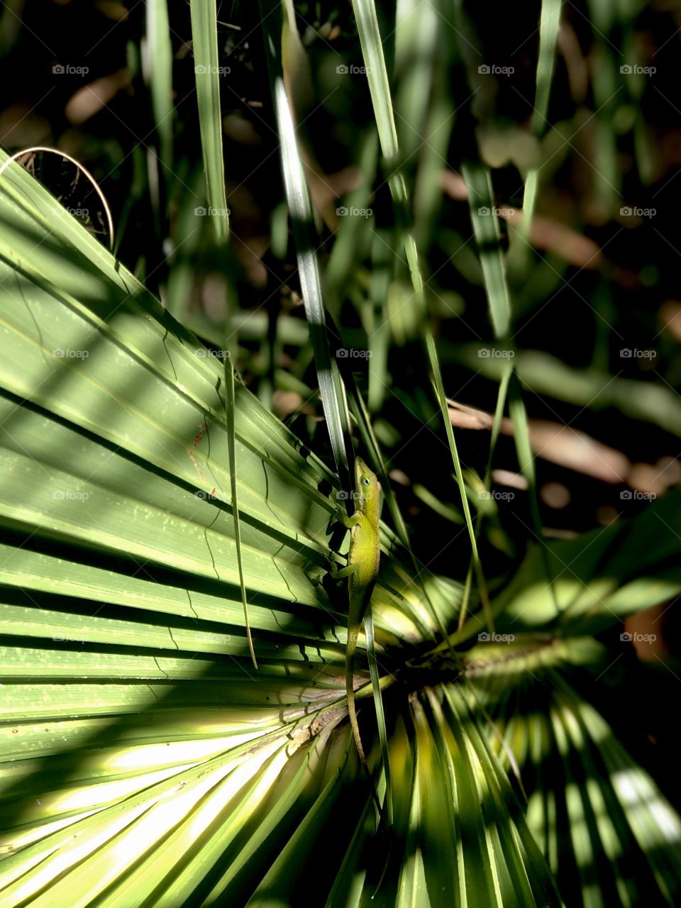 Tiny green lizard on palm fronds 