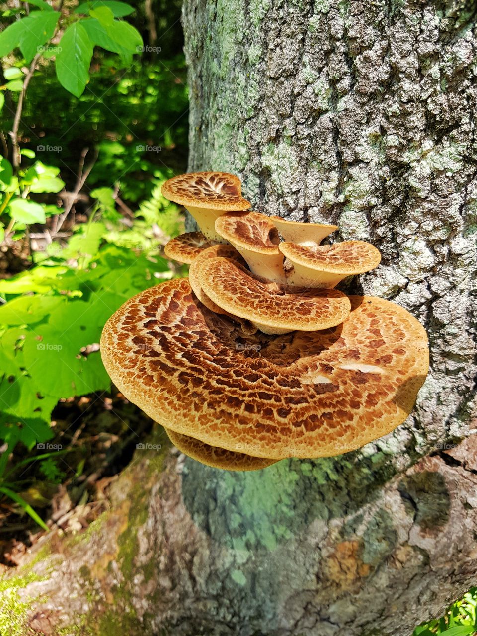 Mushroom on a tree