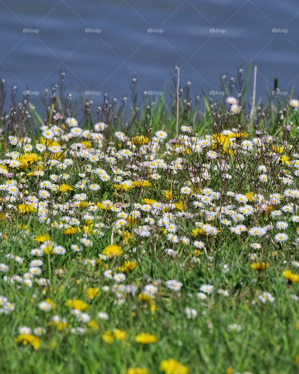 Flower meadow