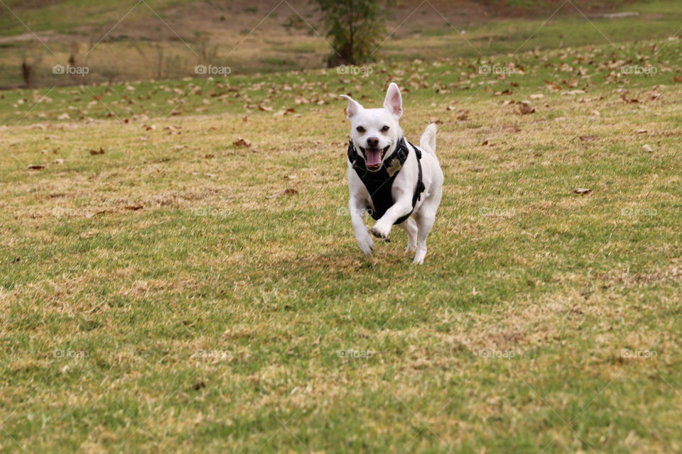 Dog running across a field of grass.