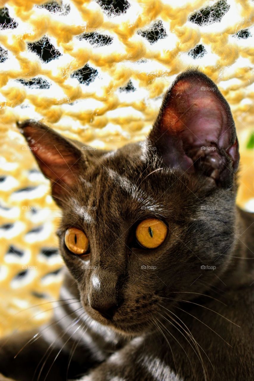 beautiful yellow eyes cat