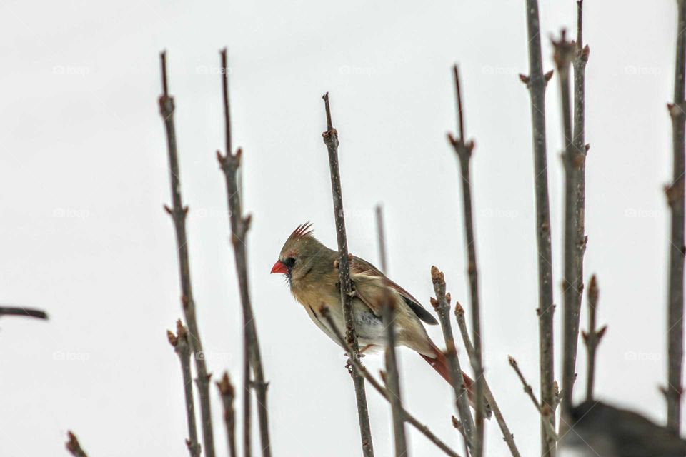 Cardinal bird