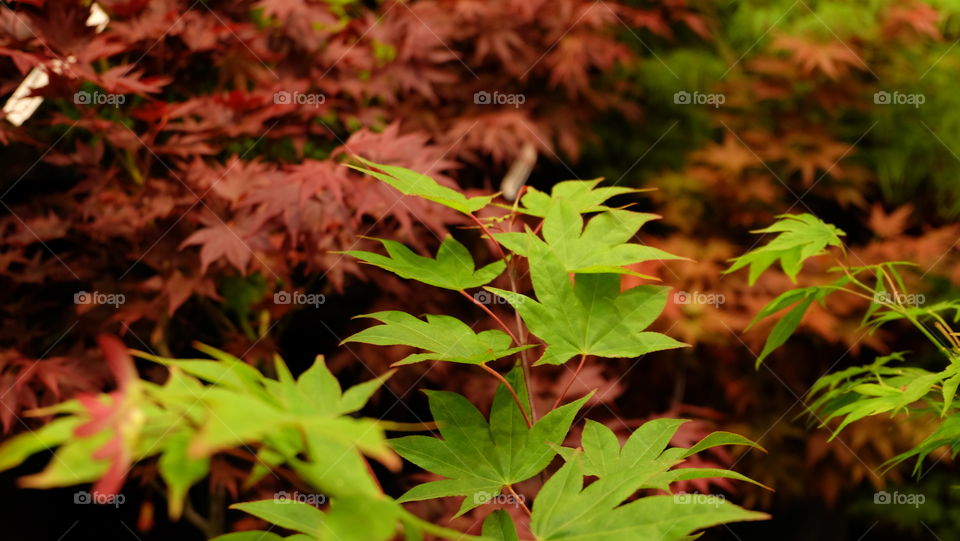 Branch of a maple tree