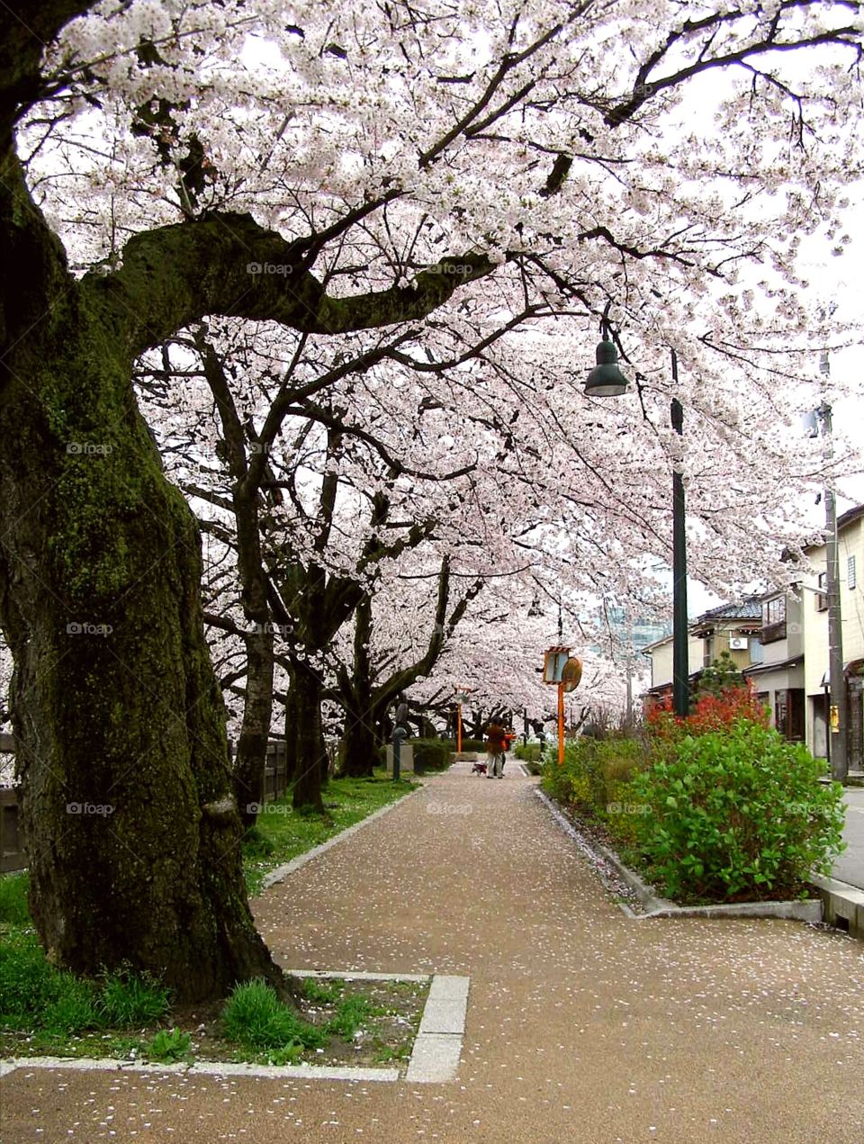 Sakura​ blossom1