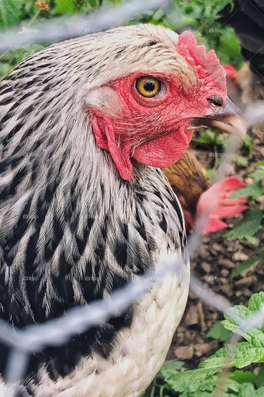Rooster