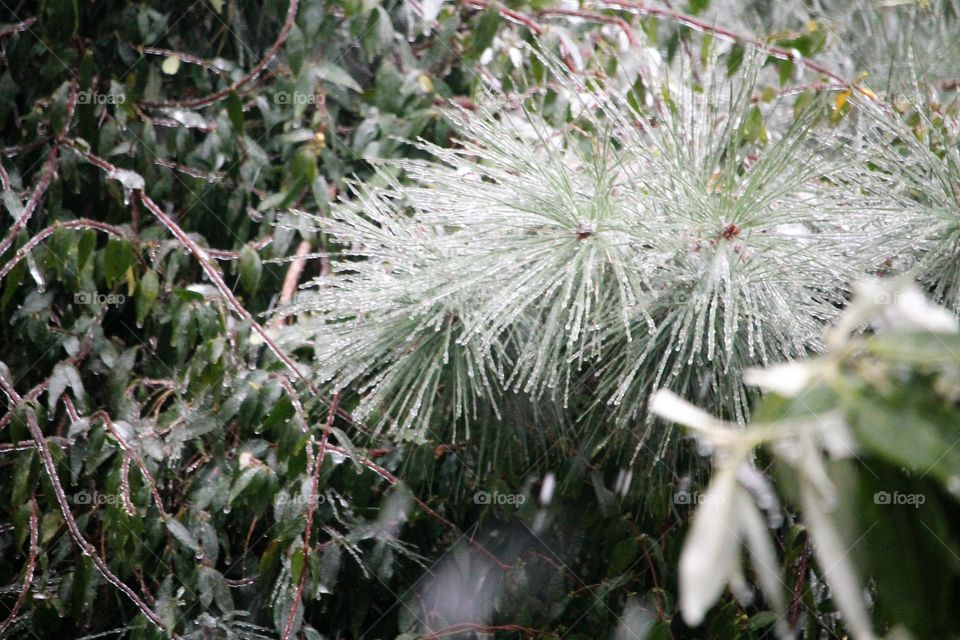 snow and ice accumulating on southern plants