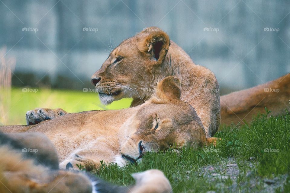 Sleeping lions