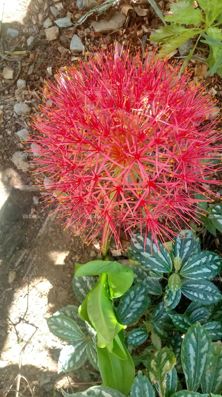 Scadoxus multiflorus (Martyn) Raf.