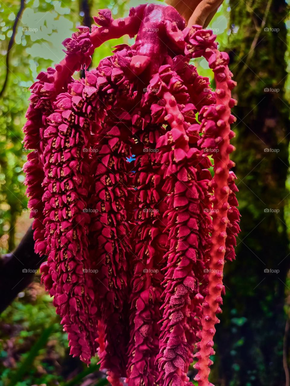 This is the young fruit of the pinanga tree that grows wild in the forest. The young fruit of Pinanga spp is bright red, looks beautifull