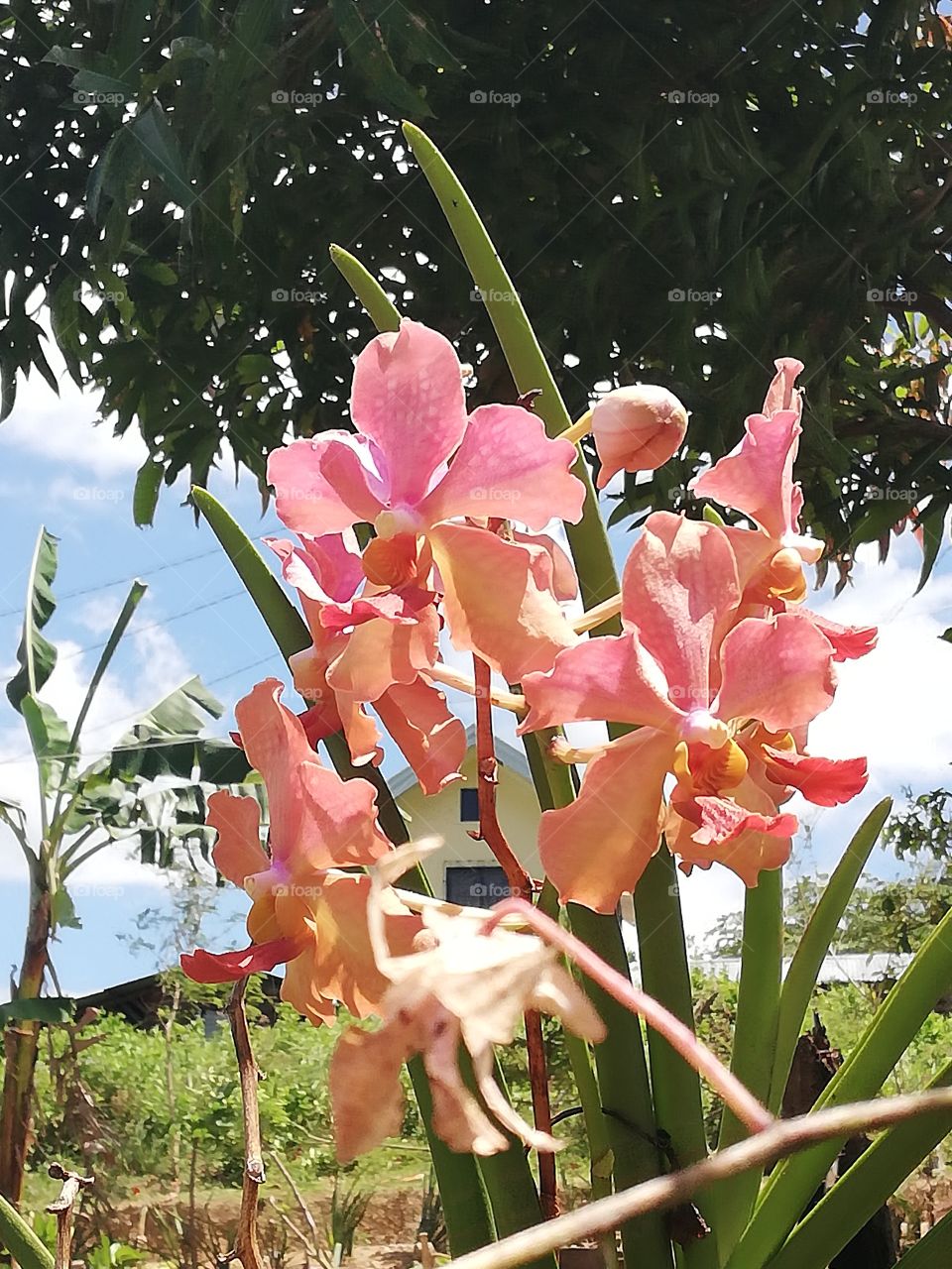 Pink Vanda orchid
