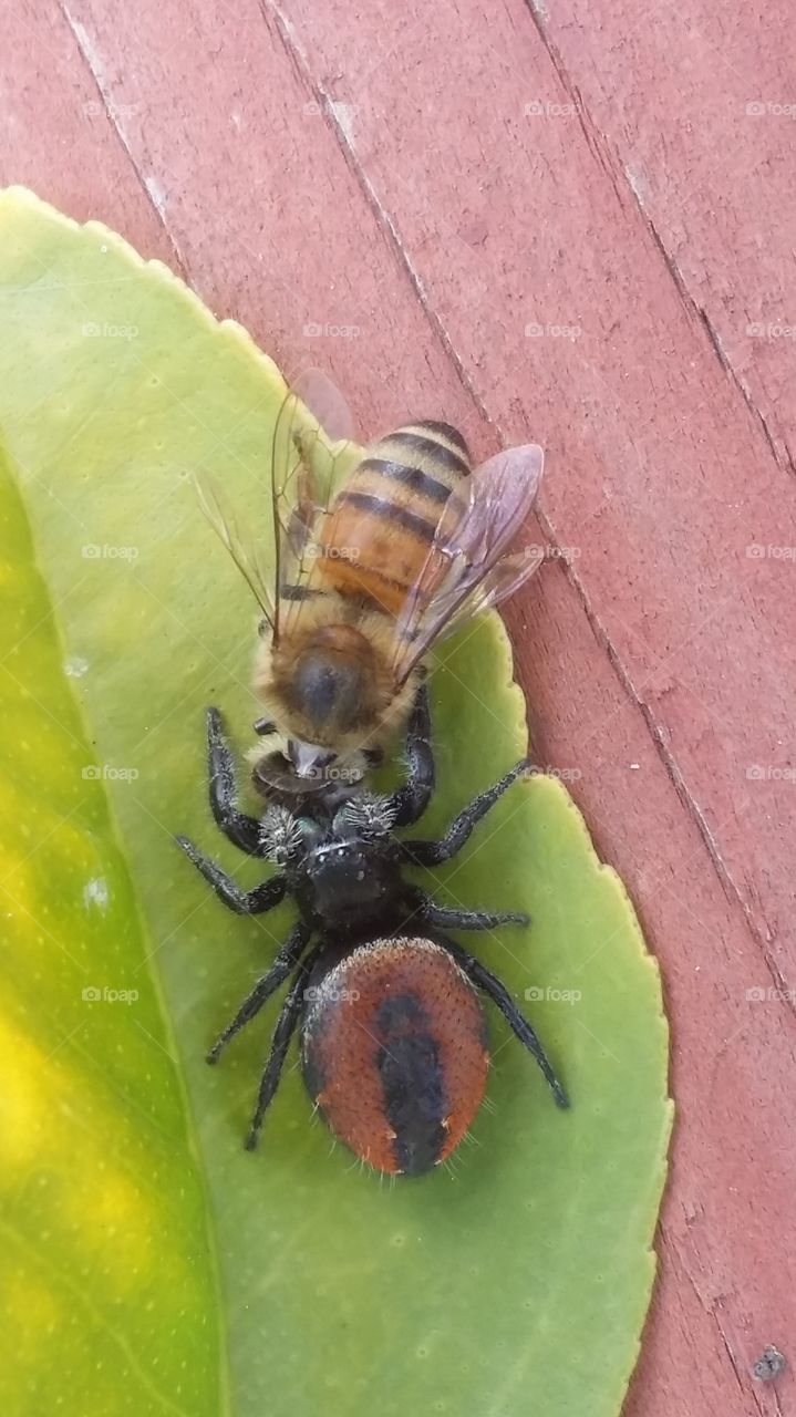 Spider and bee on leaf