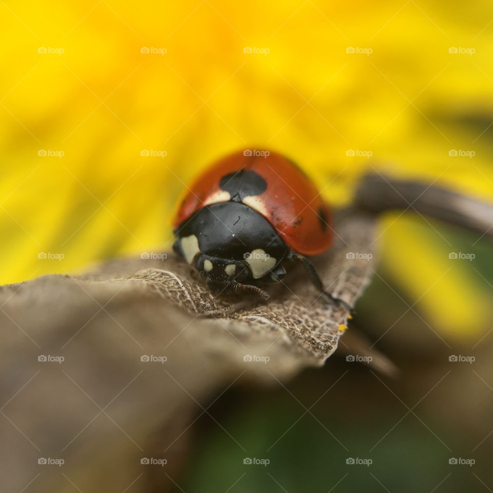 Small ladybug on dry leaves
