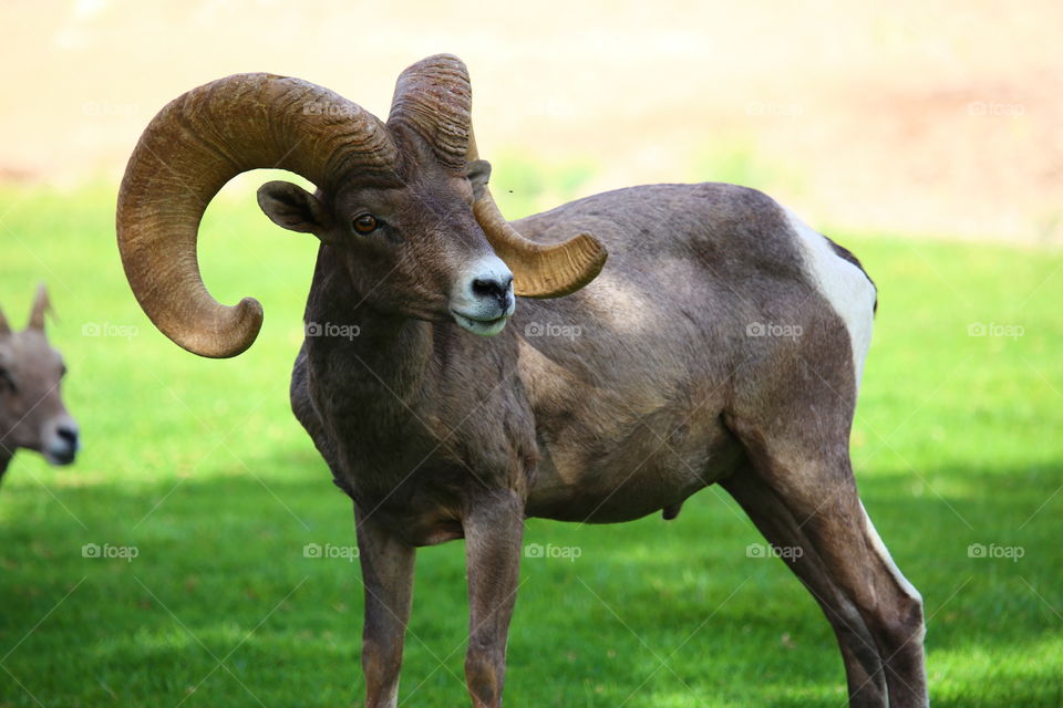 Close-up of a bighorn sheep