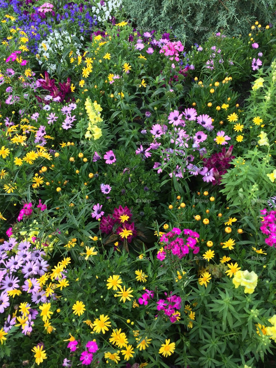 Lots of spring flowers. Purple, pink, yellow, burgundy, and green. Garden. 