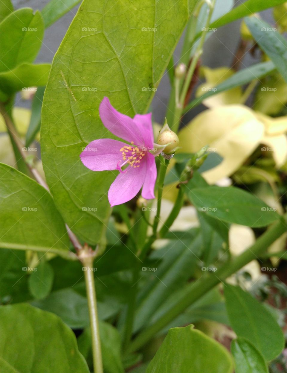 flower