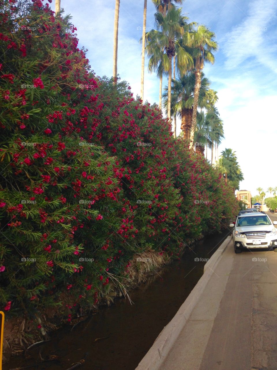 Oleander and palms 
