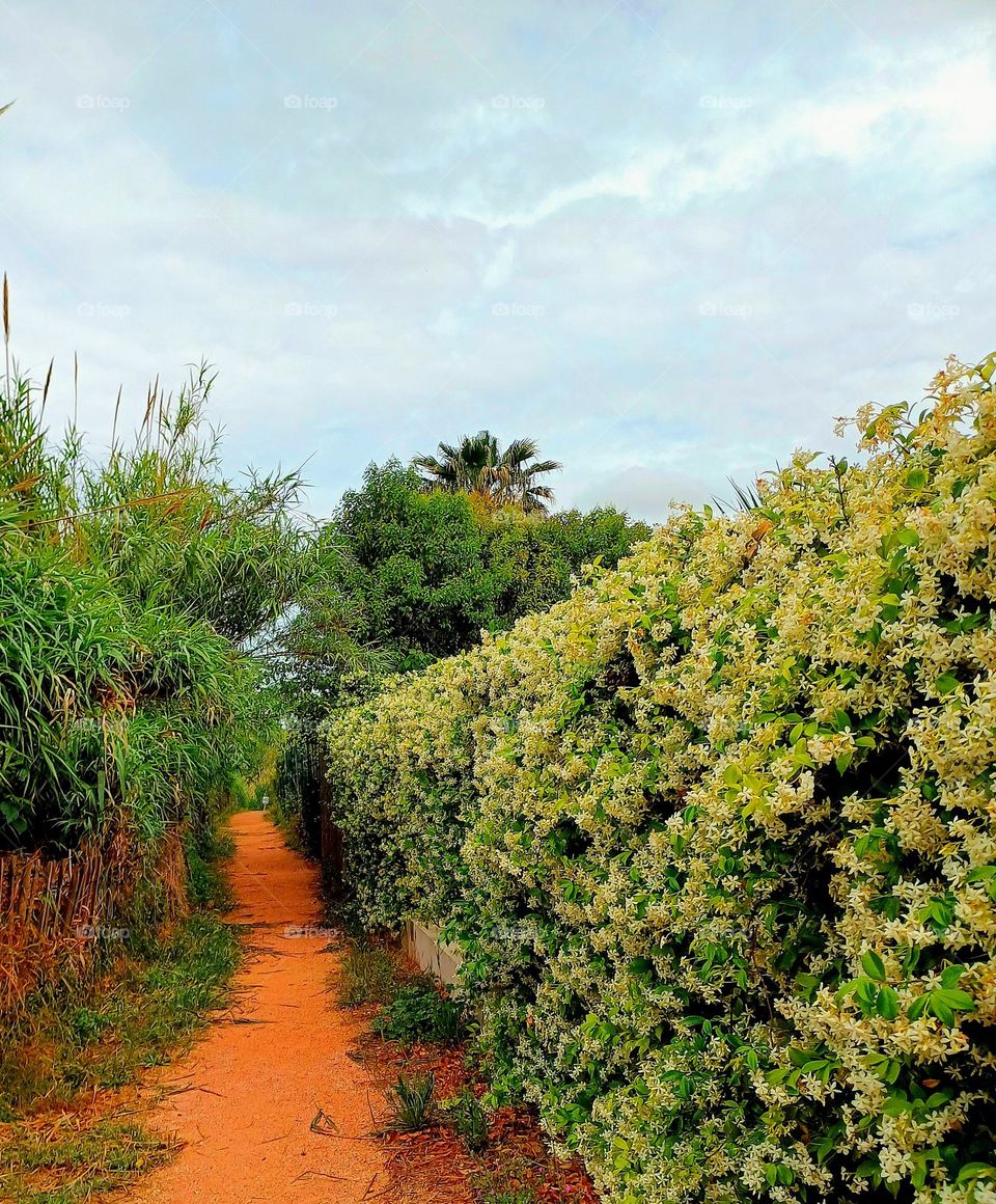 This photo depicts a narrow dirt path bordered by lush greenery. On the right side, there is a dense hedge of plants with abundant white flowers. On the left, tall grasses and plants line the path.