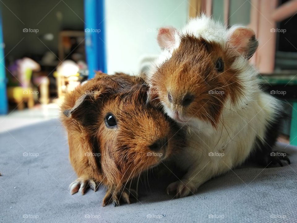 couple guinea pig 2