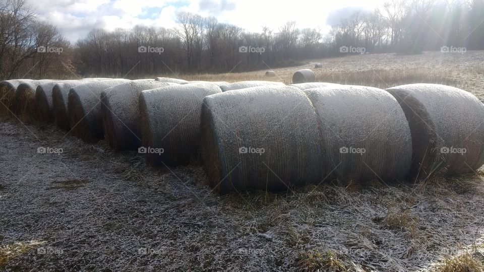 hay bales on farm. morning light and dusting of snow gave interest to rural agriculture scene