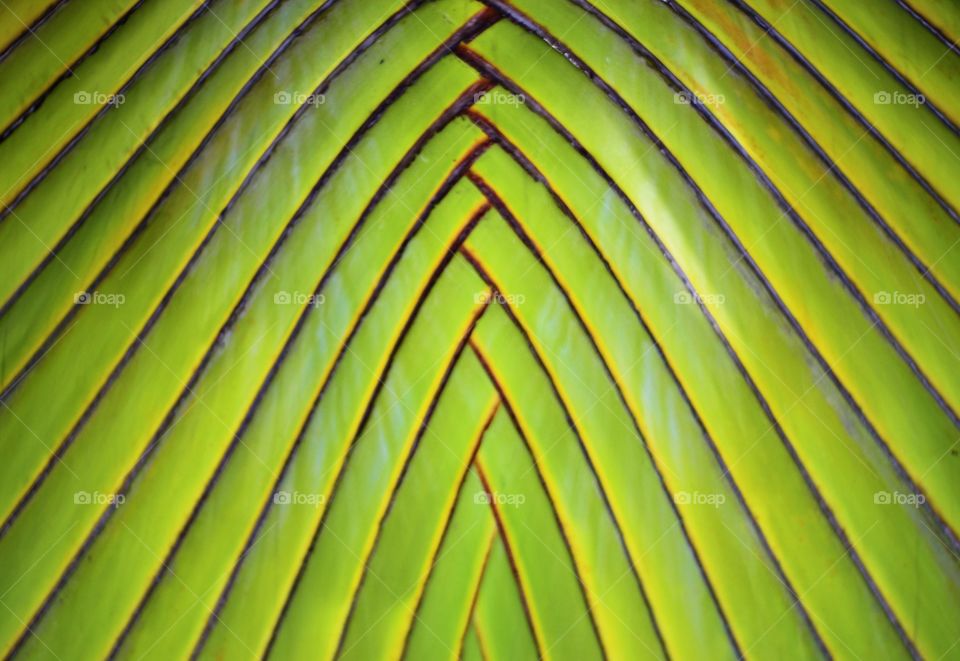 Detail of Green leaf