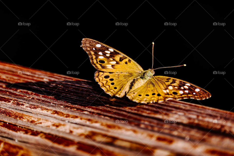 orange butterfly on deck