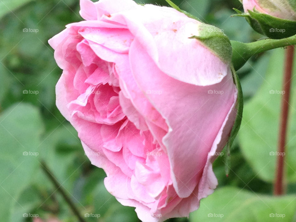 herbs pink flower summer by mrsmi