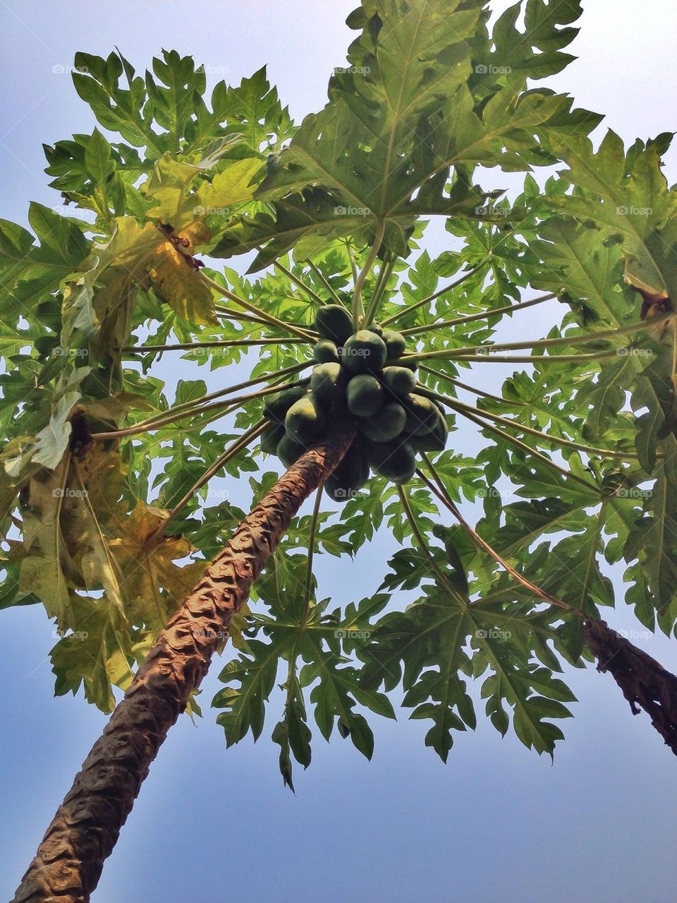 Low angel view of papaya on papaya tree