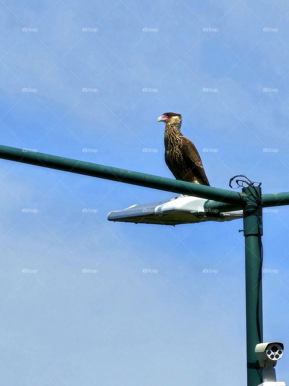 A Caracara perched on a street light post against a blue sky. Once a bird only seen in the countryside, now seen in the city.