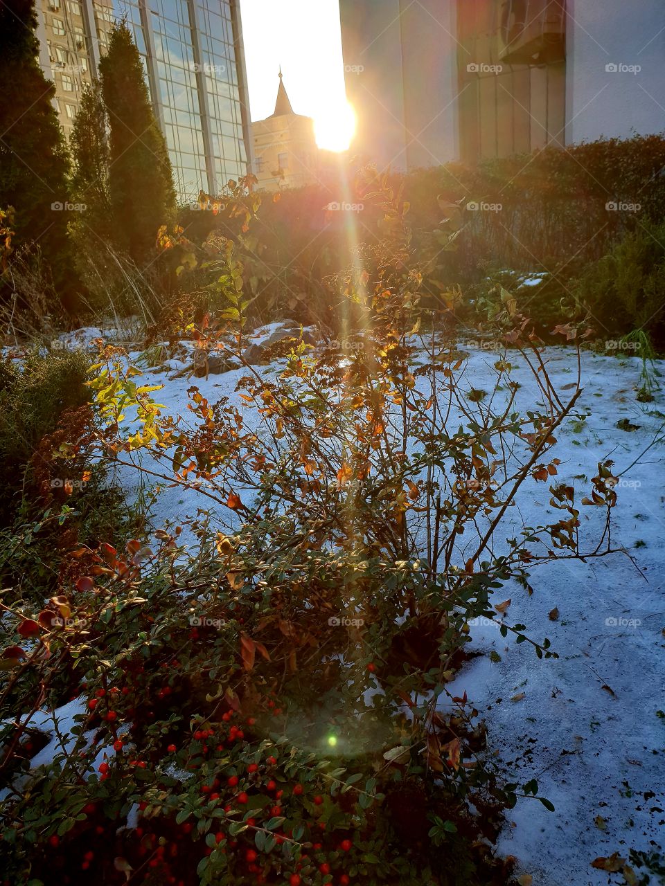 city snow bush sun