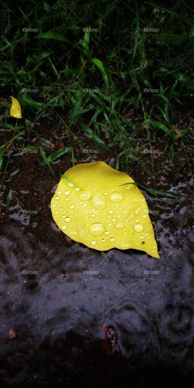 yellow leaf on a rainy day