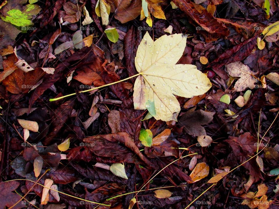 leaves