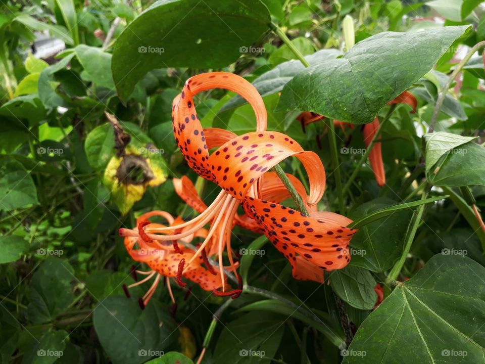 The blooming of beautiful lilium.