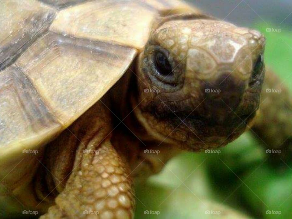 Saphir smiling at the camera