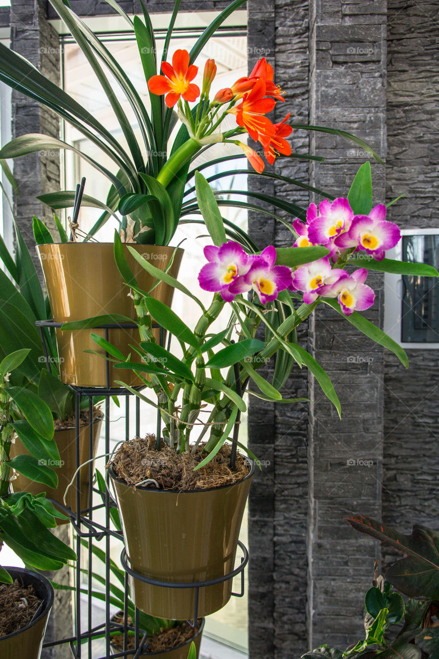 House plants in pots