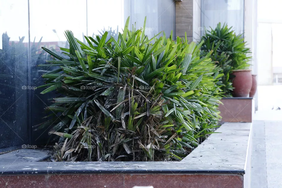 urban plant