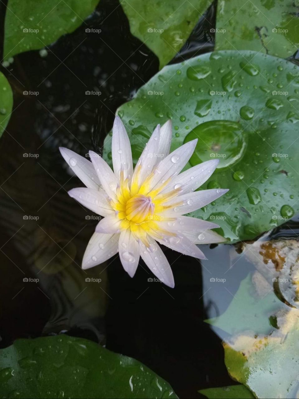Lotus in a rain