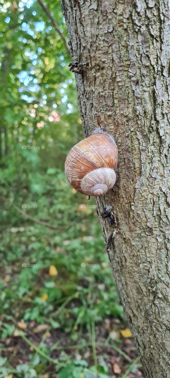 Schnecke