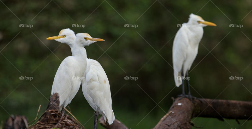 A story of illusion... cattle egrets sitting makes visitors illusion