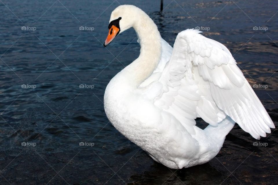 Swan