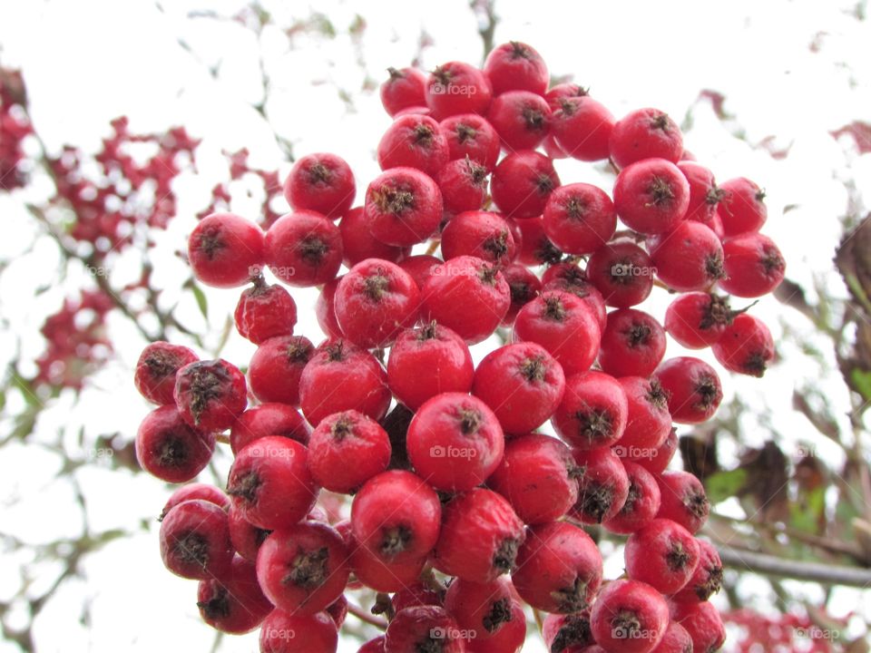 hawthorn berries