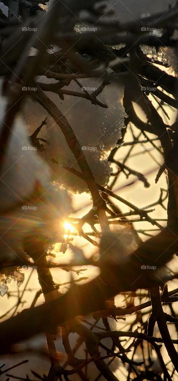 The sun shines through the snowy branches of the tree