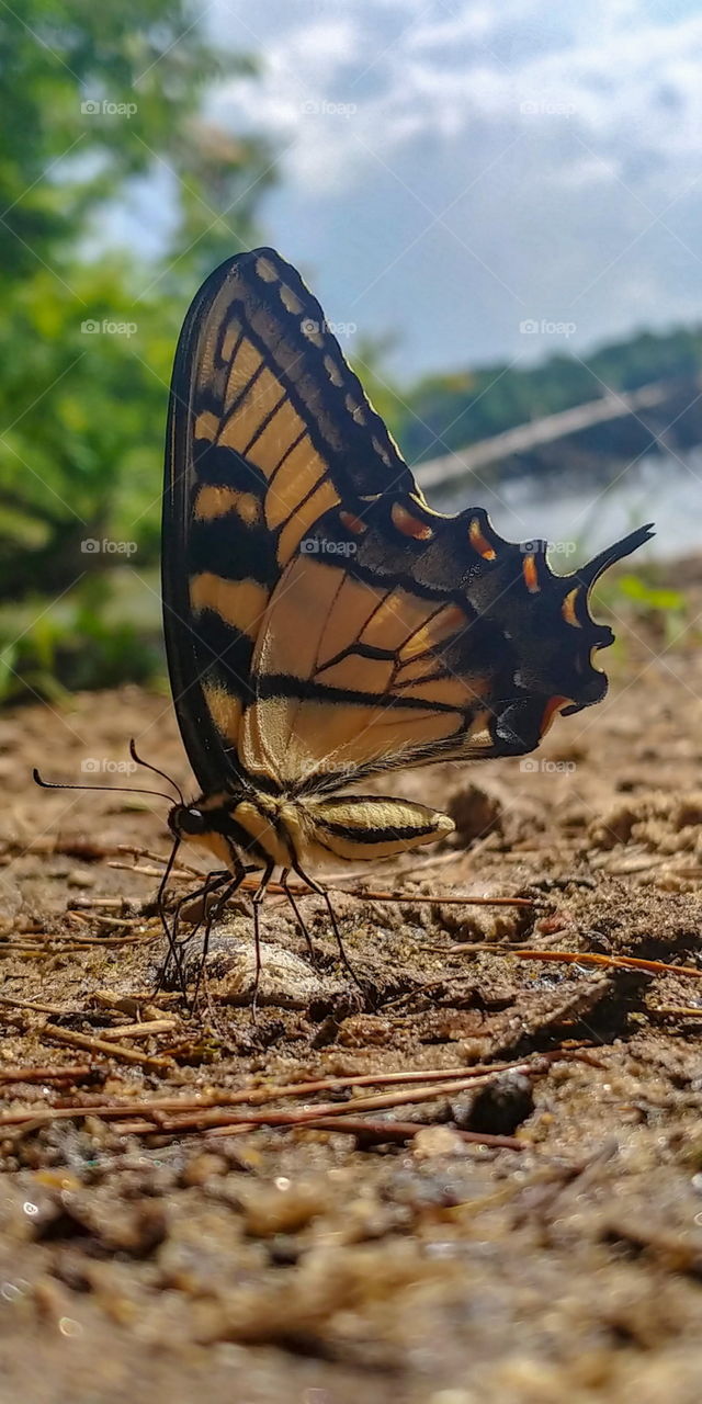 Monarch butterfly perched on a small rock with wings up and water in background.